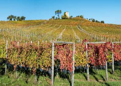 Azienda vinicola Salvatore Molettieri, una realtà che da 30 anni produce vini eccellenti